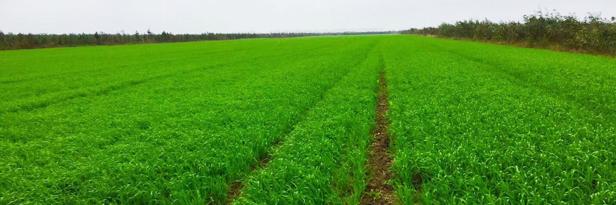 大麥苗、乳酸菌新知